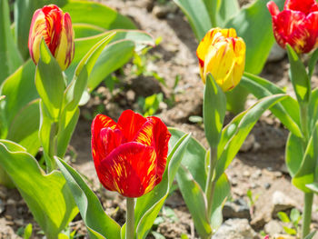 Close-up of red tulips blooming in field