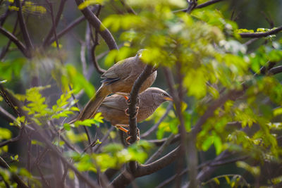 Bird flying over a tree