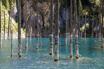 Panoramic shot of trees growing in sea