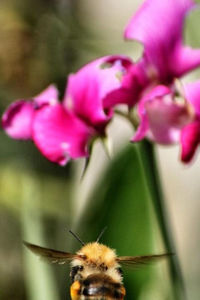 Close-up of insect on pink flower