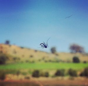 Close-up of insect flying against blue sky