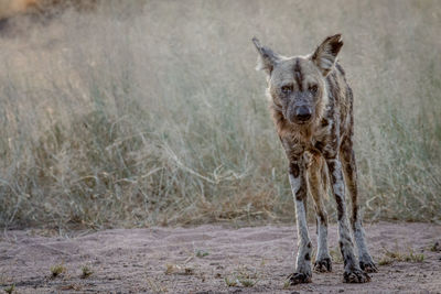 Portrait of african wild dog standing on grass