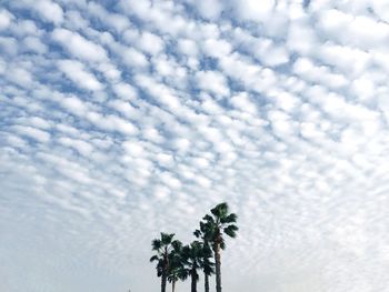 Low angle view of palm tree against sky