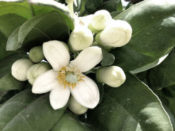 Close-up of white flowers