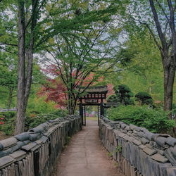 Footpath amidst trees in park