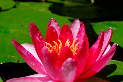 Close-up of pink flowers