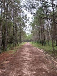 Dirt road amidst trees in forest