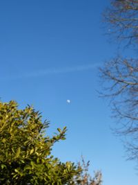 Low angle view of tree against blue sky