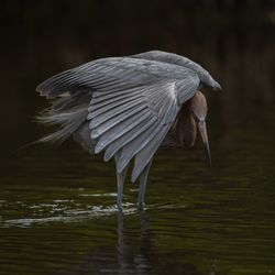 Close-up of bird in lake
