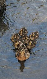 High angle view of duck swimming in lake