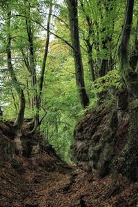 Trees growing in forest