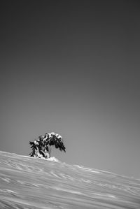 Low angle view of tree against clear sky