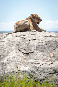 Lioness lies on sunlit rock looking right