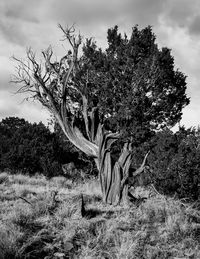 Tree against sky