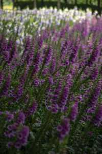 Close-up of purple flowering plants on field