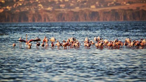 View of flamingos in rippled lake