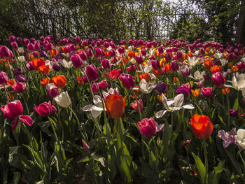 Surface level of flowers growing on landscape