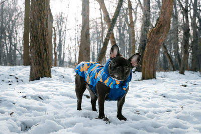 Full length of dog standing on snow covered land