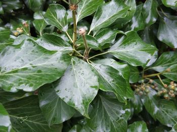 Close-up of wet leaves