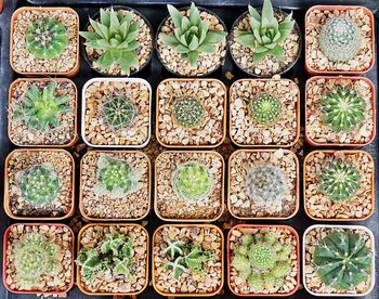 Close-up of cactus plants