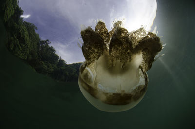 Close-up of jellyfish swimming in water