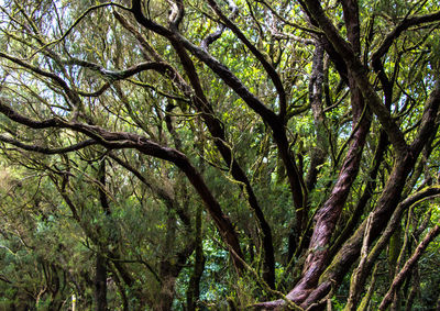 Low angle view of trees in forest against sky