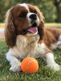 Close-up of dog with ball on field