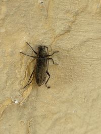 High angle view of insect