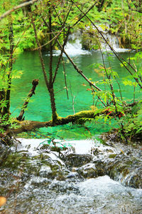 Scenic view of river amidst trees in forest