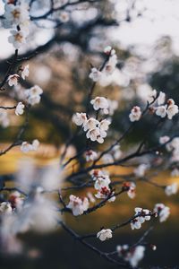 Close-up of pink cherry blossoms