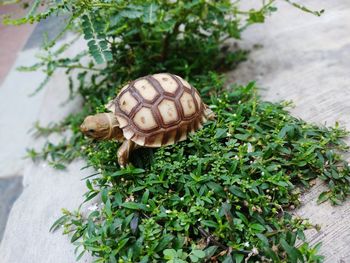 Close-up of lizard on plant