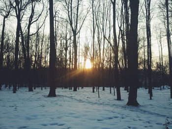 Trees on snow covered landscape during sunset