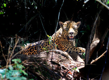 Jaguar in a forest