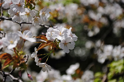 Close-up of white cherry blossom tree