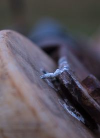 Close-up of old wood