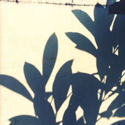 Close-up of shadow of leaves