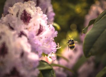 Close-up of bee pollinating on purple flower