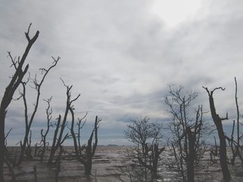 Bare trees against sky