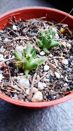 High angle view of potted plant in pot