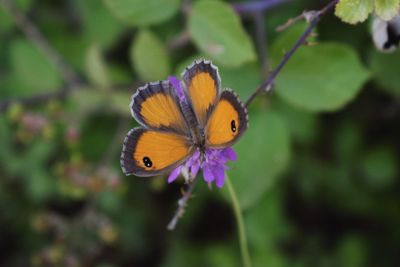 Close-up of butterfly on purple flower