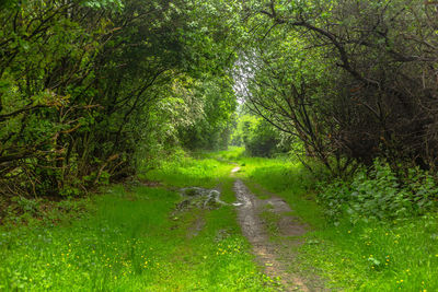 Footpath in forest