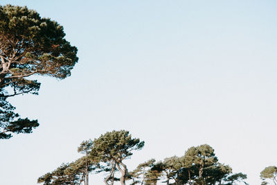 Low angle view of tree against clear sky