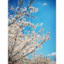 Low angle view of cherry blossom tree against blue sky