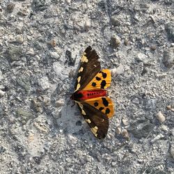 High angle view of butterfly on leaf