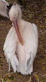 Close-up of white bird