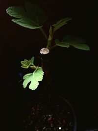 Close-up of plant growing in the dark