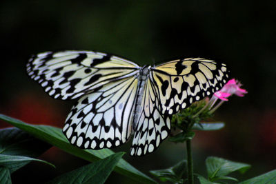 Close-up of butterfly pollinating flower