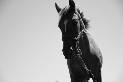 Close-up of a horse against clear sky