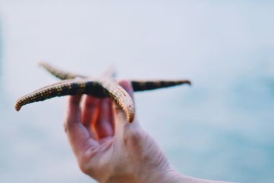 Close-up of cropped hand