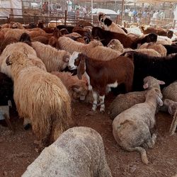 View of sheep in pen